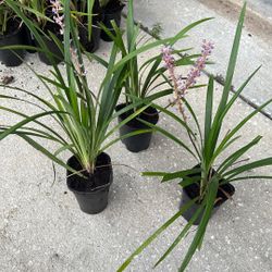Liriope spicata $3 Each