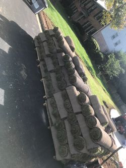 fresh sod cut every morning