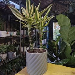 Dracaena Cane Corn Plant 