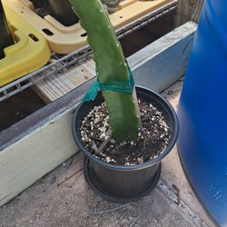 Dragon Fruit Cactus Plant (Israeli Yellow)