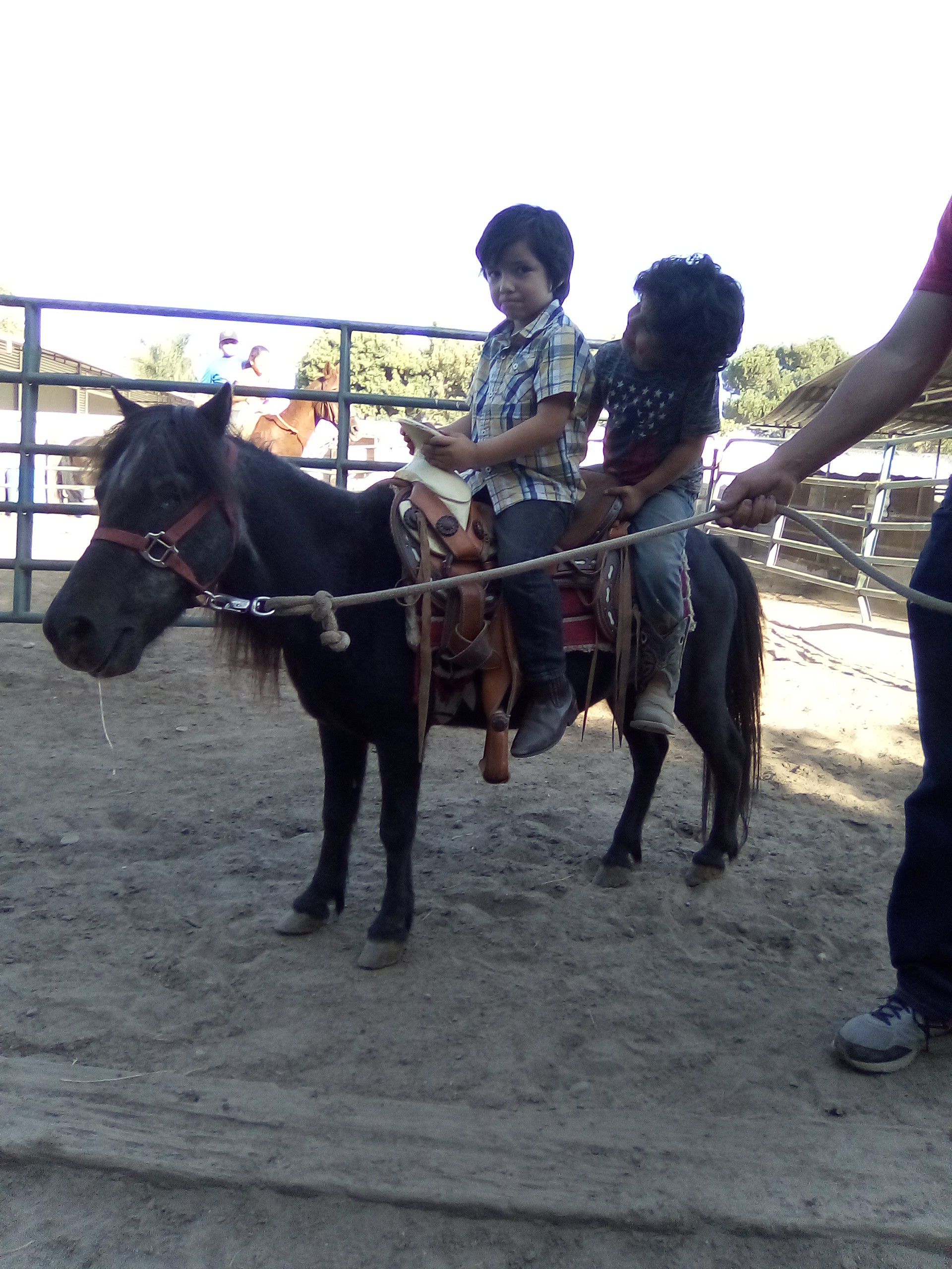 Pony para fiestas- for Party's $50 hr