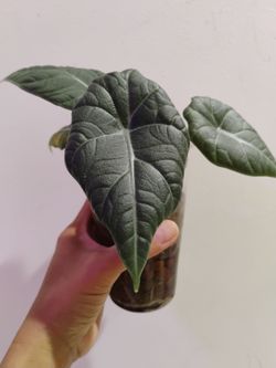 Alocasia Melo $15