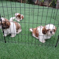 Shih Tzu Dog Fence For Sale