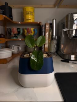 Hoya w/ Self-Watering Pot (Semi-Hydro, Ready to Go) 4