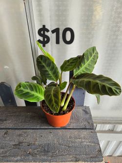 Jungle Velvet Plant