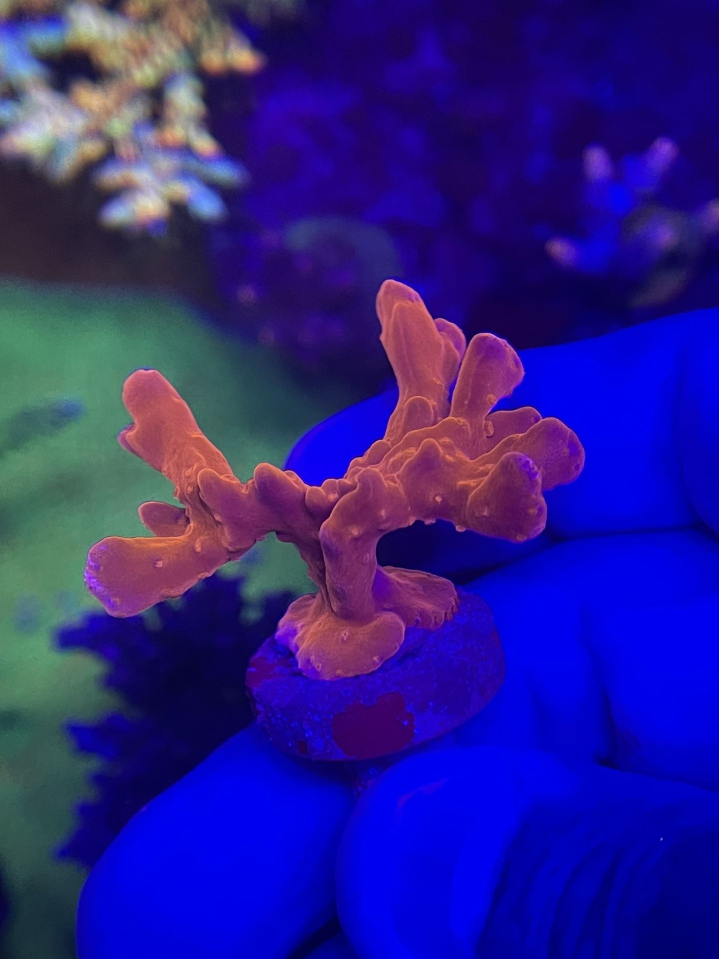 Orange Setosa