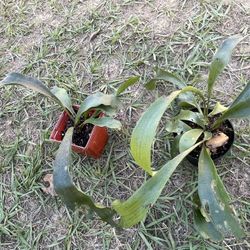 Staghorn Fern Plants (pls Read Description Below)