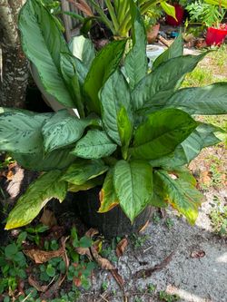 Chinese Evergreen