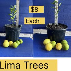 Lima Tree For Sale 