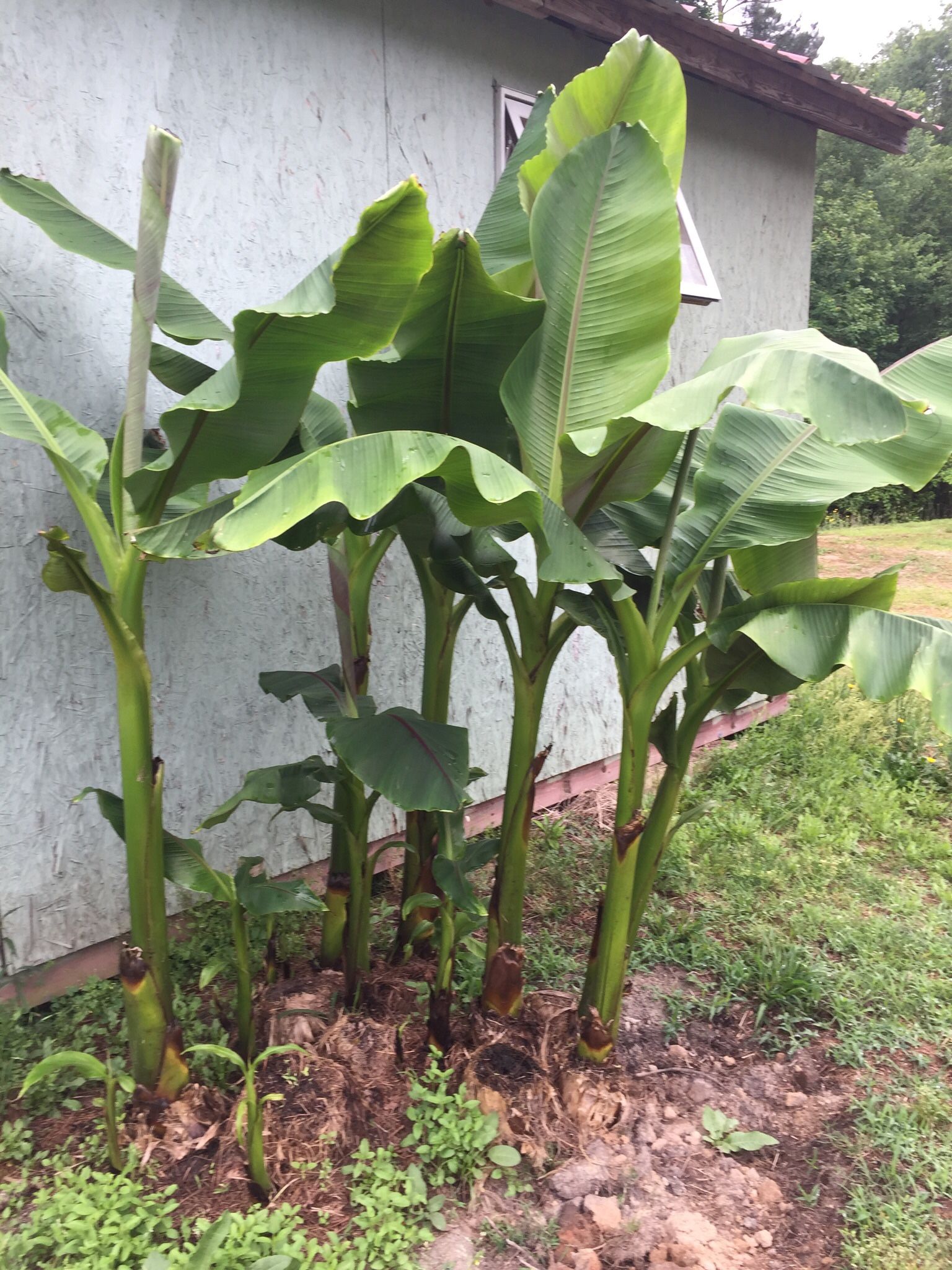 Banana Tree