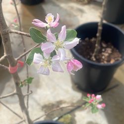 15 Gal Fruit trees (Free Delivery)