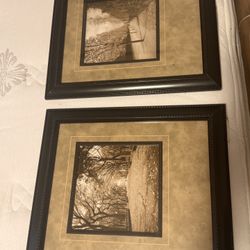 Framed B&W Still Images Of Trees 