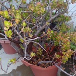 LARGE JADE PLANT (SUCCULENT)