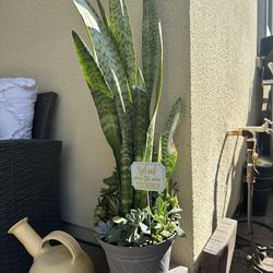 Snake plants with assorted succulent plants