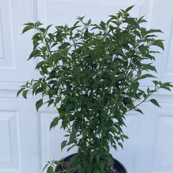 Chiltepin Peppers Fruiting Plant, In 5 Gallóns Pot Pick Up Only