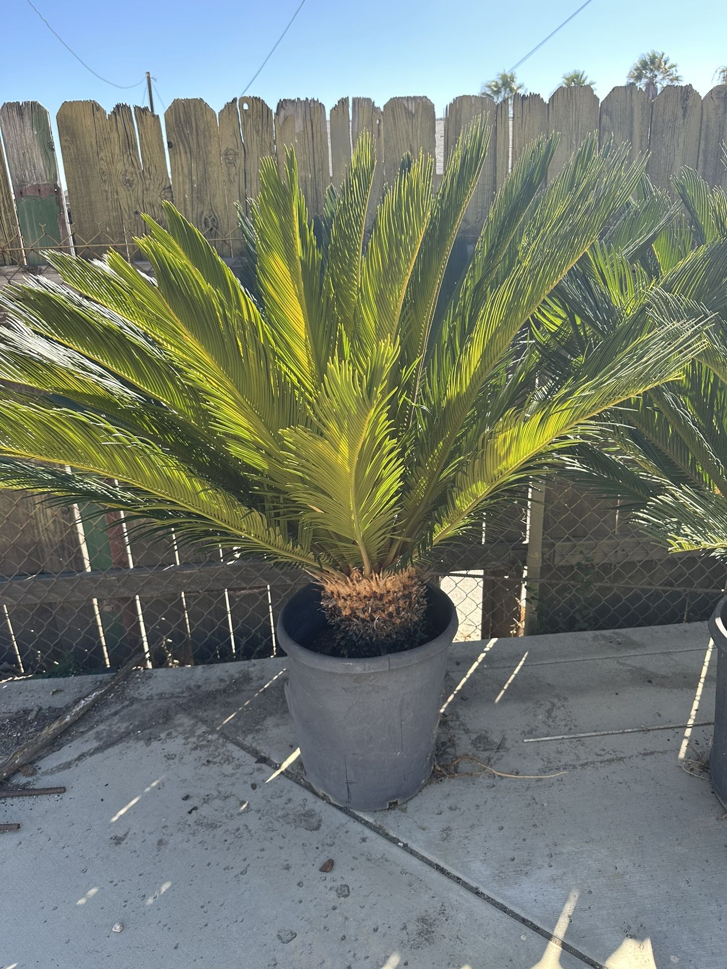 Sage Palm