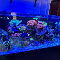 Saltwater Fish Tank Aquarium 
