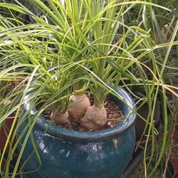 Elefante Foot Plants.