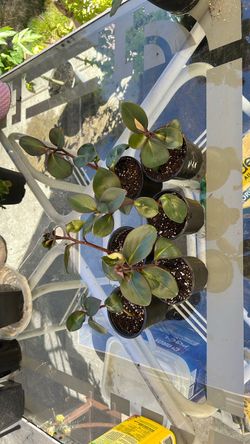 Baby Rubber Plant