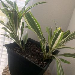 Plant nice!  For inside!   Please 