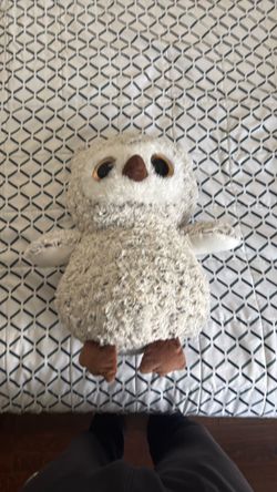 Cute Owl