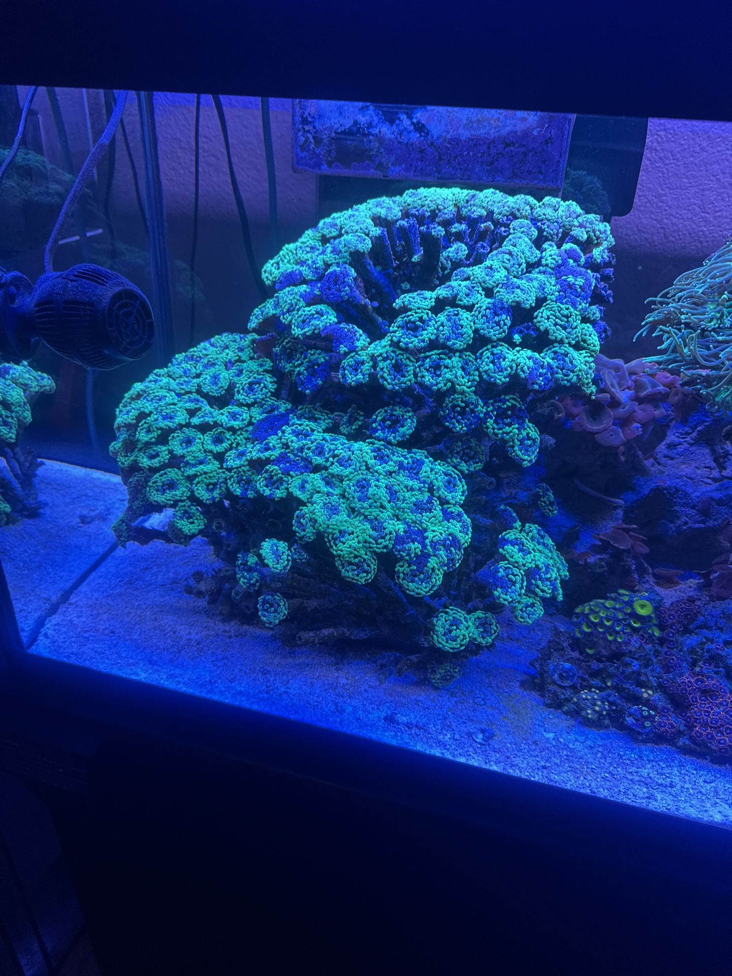 Toxic Splatter Branching Hammer Coral