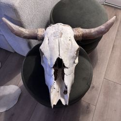 Real Steer Skull