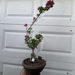 Pixie Bougainvillea Bonsai