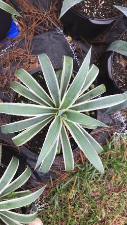 White Variegated Agave Cactus