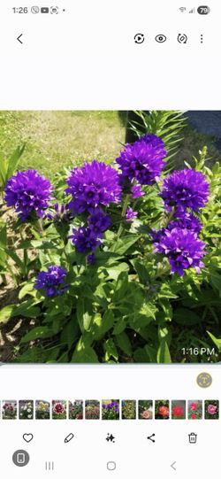 Purple Clustered Bellflower.