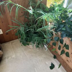 Fake Plants 