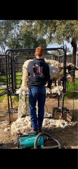 Trimming stand (sheep & goats)