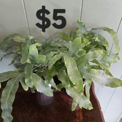 Star Blue Fern