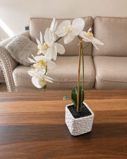 Decorative White Orchid Plant – $15