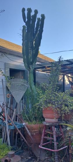 Peruvian apple cactus /ontrose