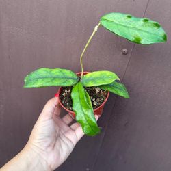 4” hoya villosa