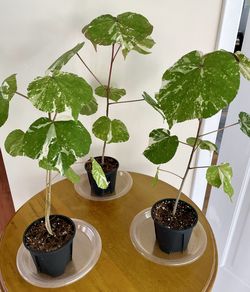 Variegated Hibiscus rooted In 4" Pot, $25.00 EACH, 3 available