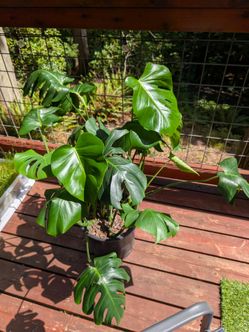 Monstera