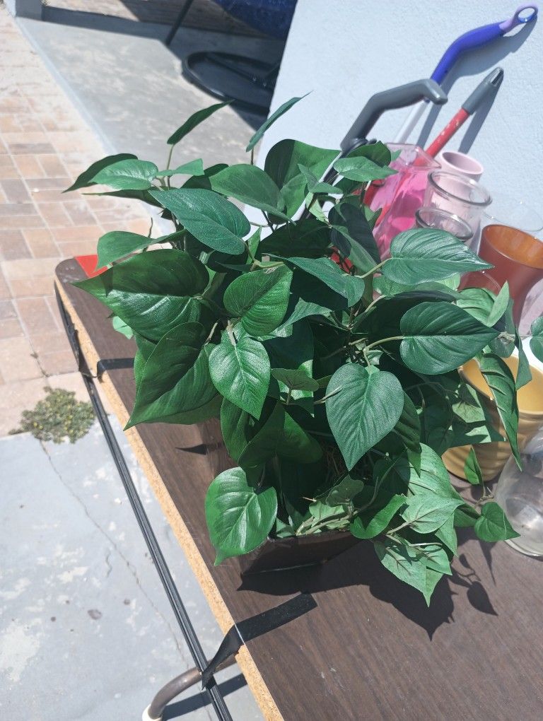 Potted Green Plant For Indoor Or Outdoor