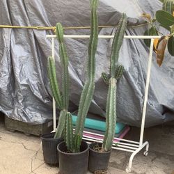 Cactus Plants 5’ to 6’ Tall