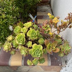 Beautiful Multiple Kinds Succulents Bonsai Pot Sen Đá Nhiều Loại Trong 1 Pot