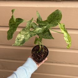 4” syngonium mojito