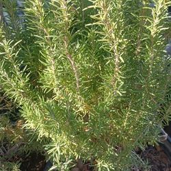 Rosemary Plants.