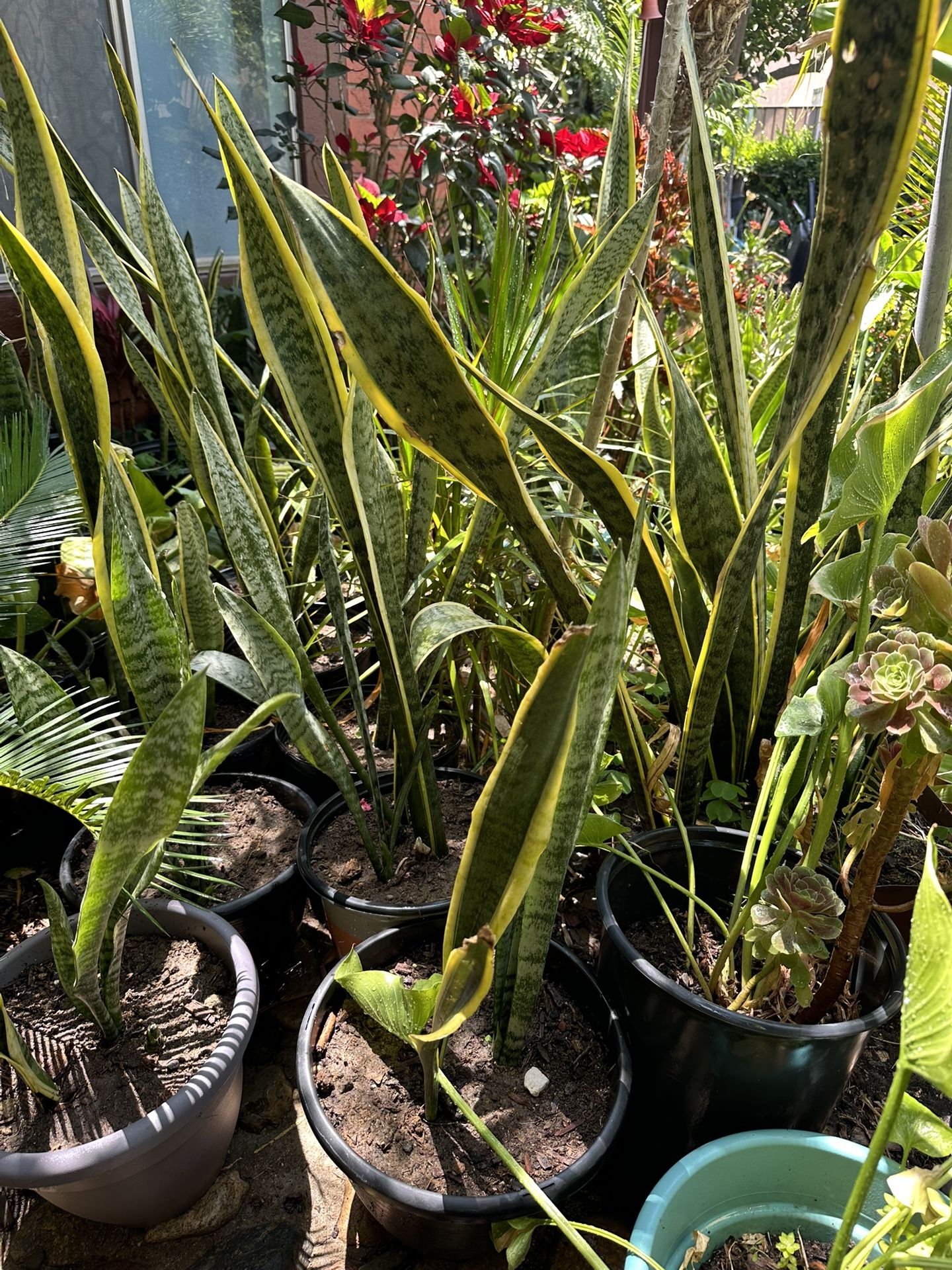 Snake Plants