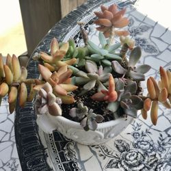 $7 Mix Succulent 