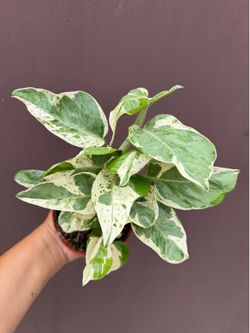 4” Pothos Pearl and Jade