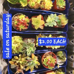 PLANT SALE $2 $5 $6 SATURDAY IN SAN LORENZO  SATURDAY  1PM TO 5PM