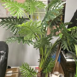 5 foot Artificial Eva Plume Split Leaf Plant