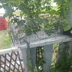 live trap for small animals