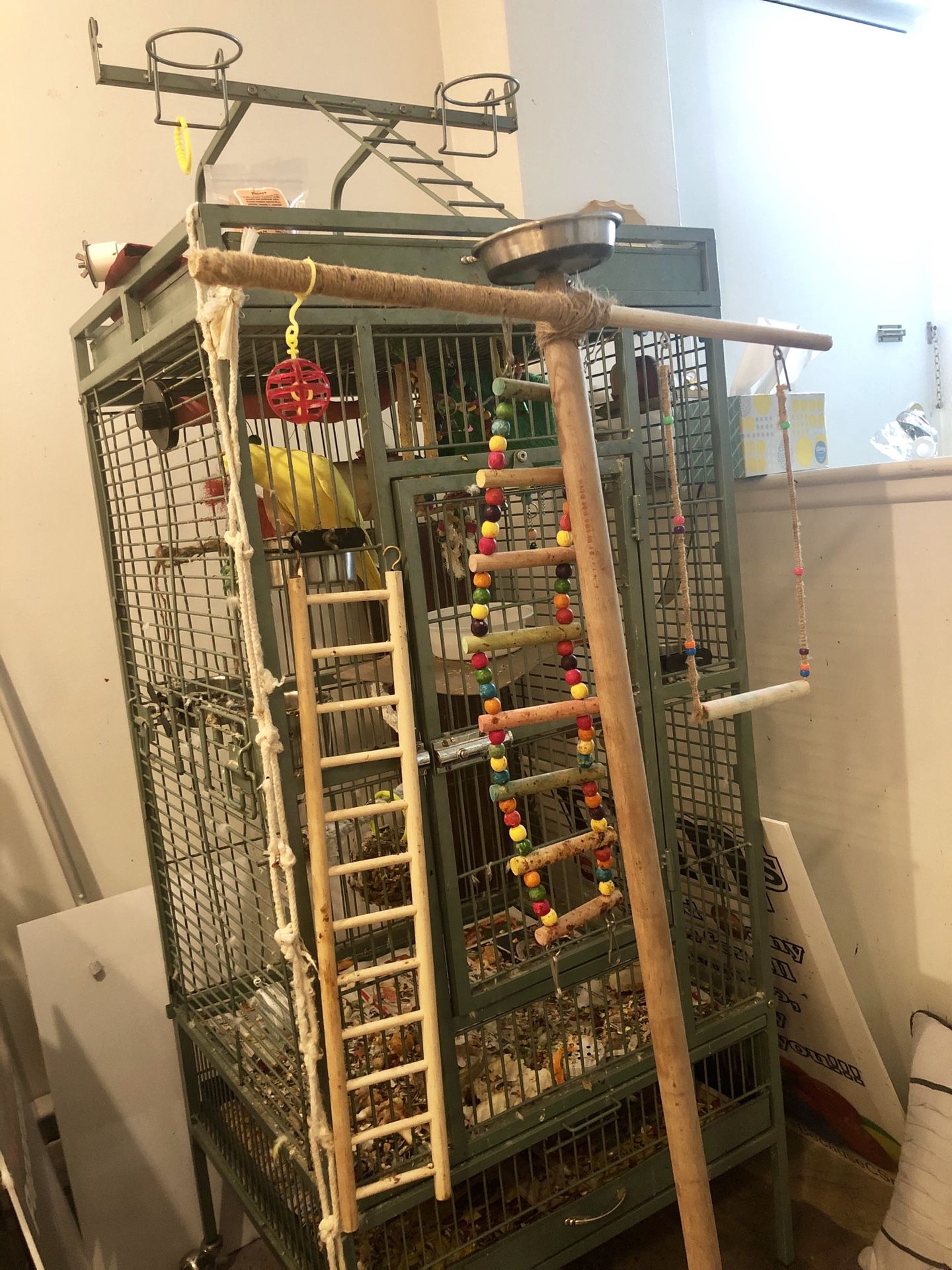 Indian ringneck parakeet with cage, toys and food